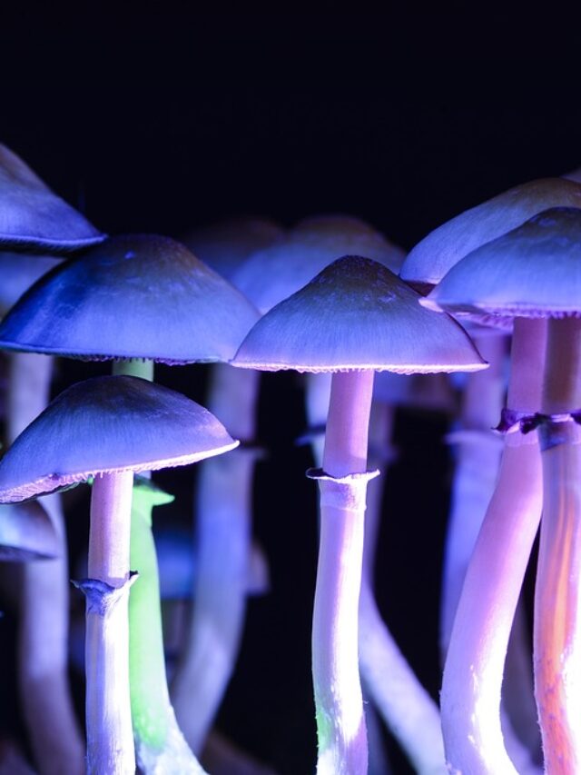Psilocybin Colorado