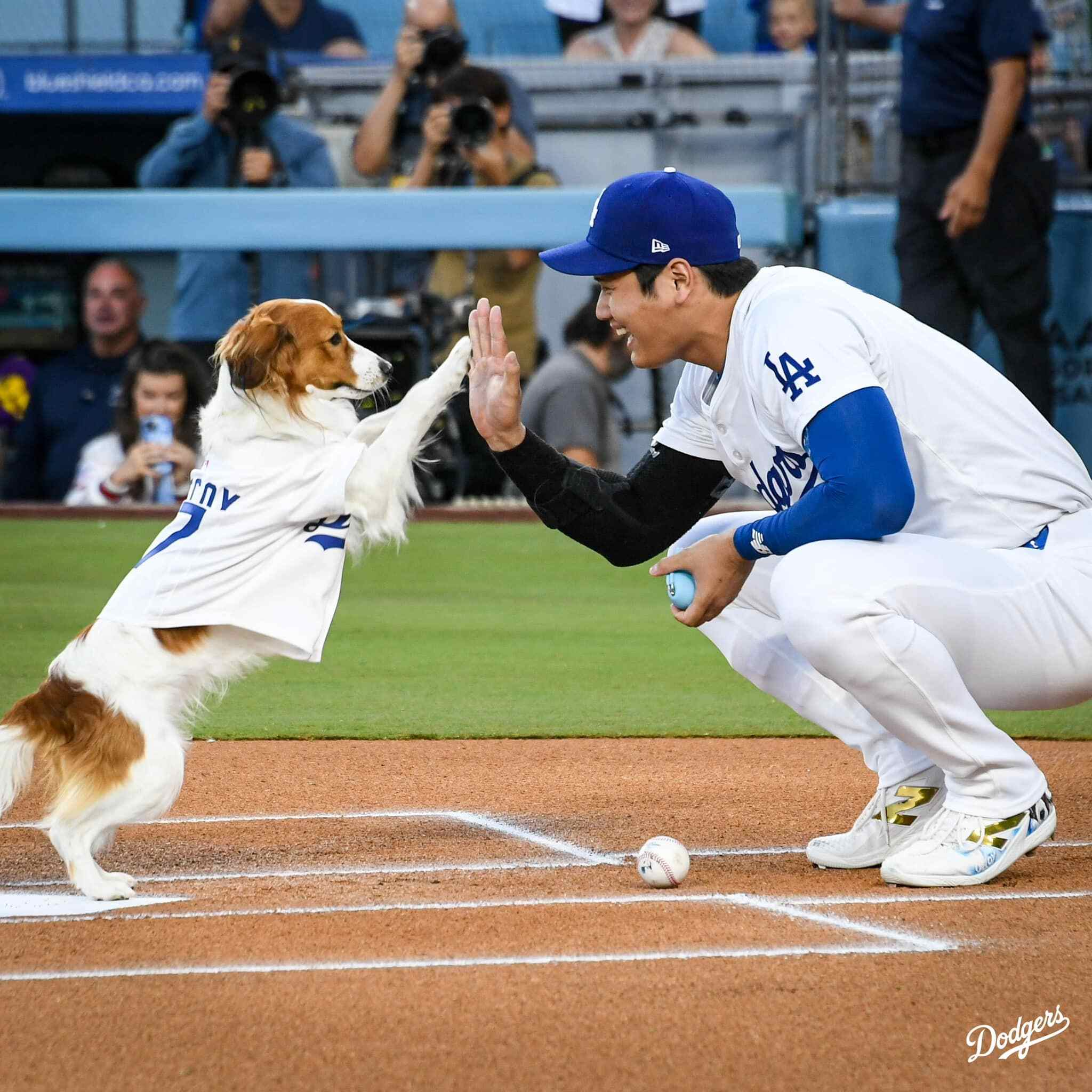 Ohtani’s 42nd Home Run ,Dodger Fans Snag